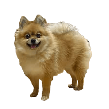 Pomeshiba