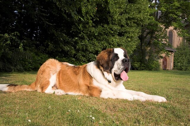 Chó St. Bernard