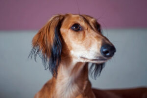 Chó Saluki