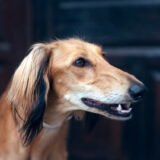 Chó Saluki