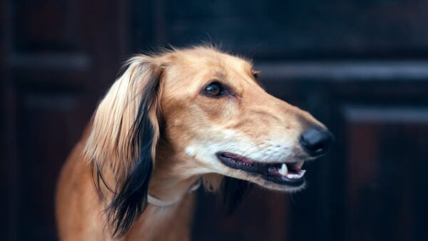 Đặc điểm và cách nuôi Chó Saluki