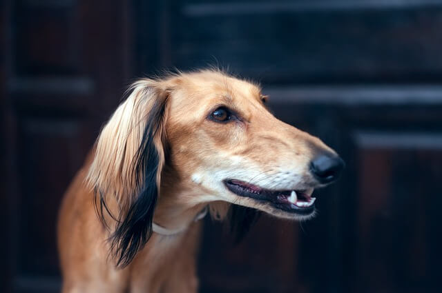Chó Saluki