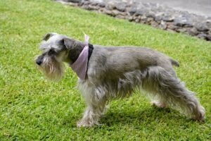 Chó Standard Schnauzer