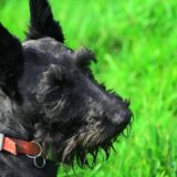 Chó Scottish Terrier