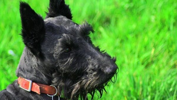 Đặc điểm và cách nuôi Chó Scottish Terrier
