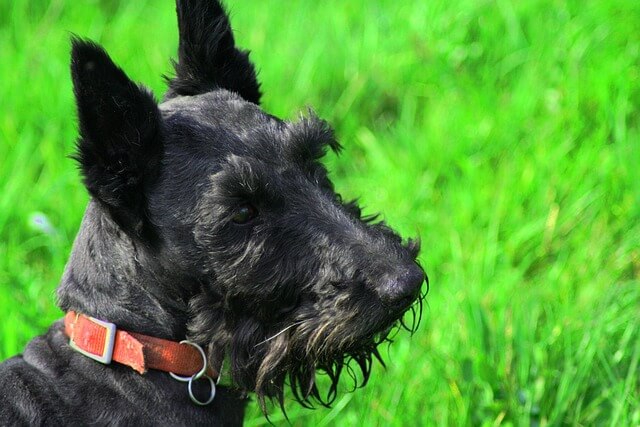 Chó Scottish Terrier