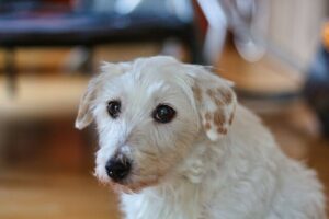 Chó Parson Russell Terrier
