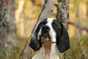 Chó English Pointer