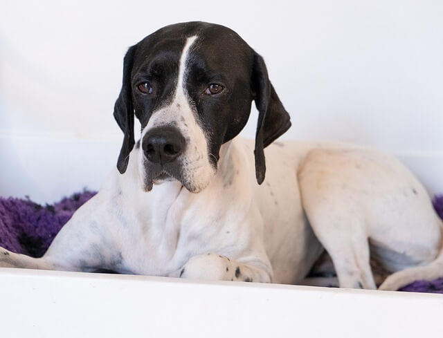 Chó English Pointer