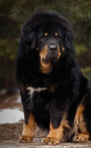 Chó Tibetan Mastiff
