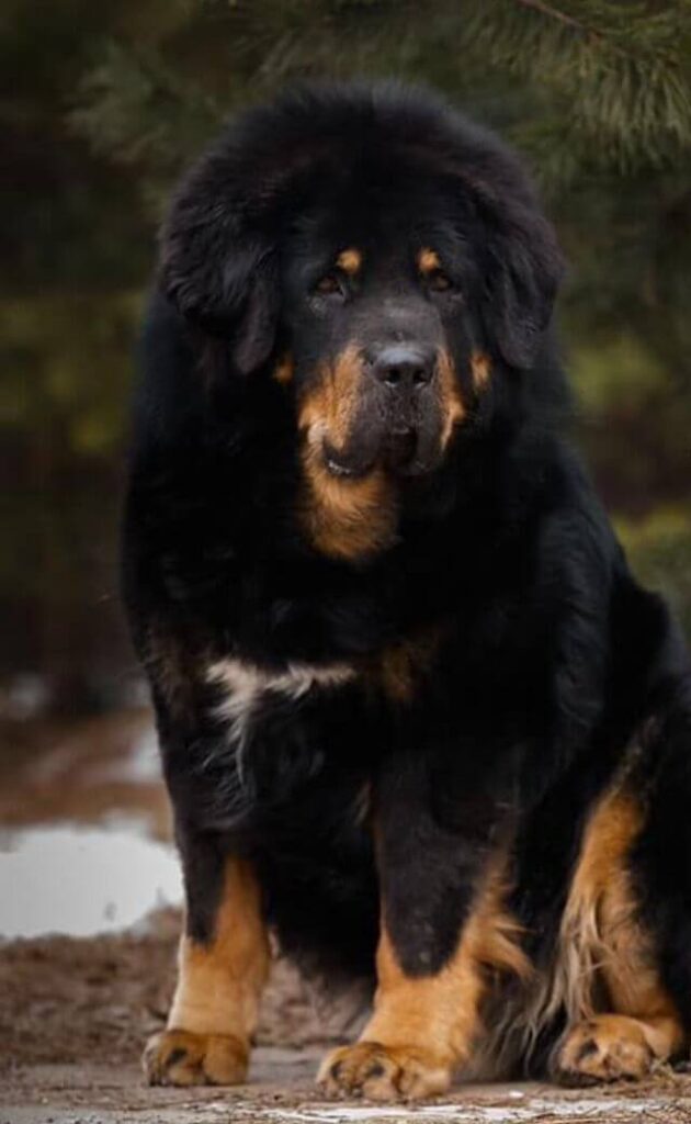 Chó Tibetan Mastiff