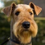 Chó Airedale Terrier