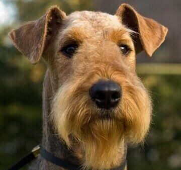 Đặc điểm và cách nuôi Chó Airedale Terrier