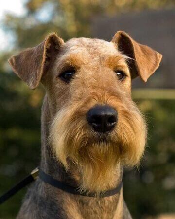 Chó Airedale Terrier