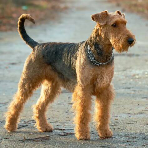 Chó Airedale Terrier
