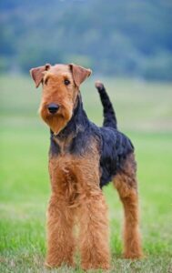 Chó Airedale Terrier