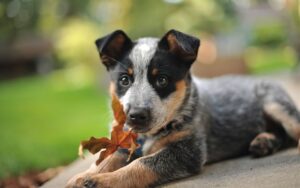 Chó Australian Cattle Dog