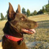 Chó Australian Kelpie