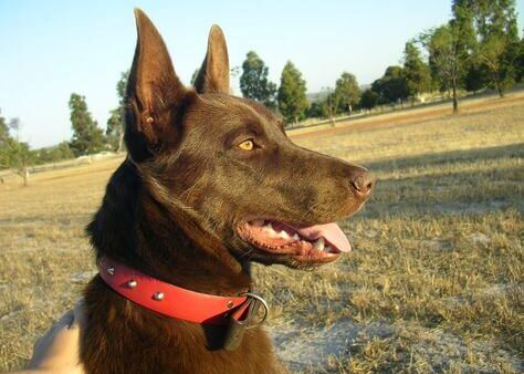 Đặc điểm và cách nuôi Chó Australian Kelpie
