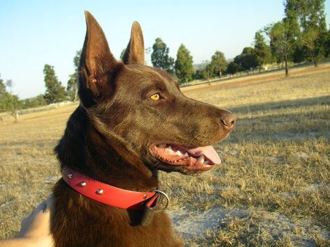 Chó Australian Kelpie