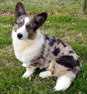 Chó Welsh Corgi Cardigan