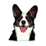Chó Welsh Corgi Cardigan
