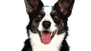 Đặc điểm và cách nuôi Chó Welsh Corgi Cardigan