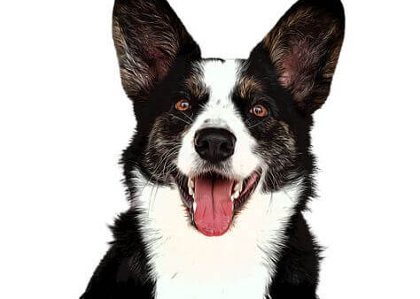 Đặc điểm và cách nuôi Chó Welsh Corgi Cardigan