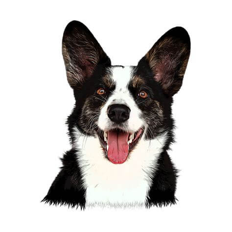 Chó Welsh Corgi Cardigan