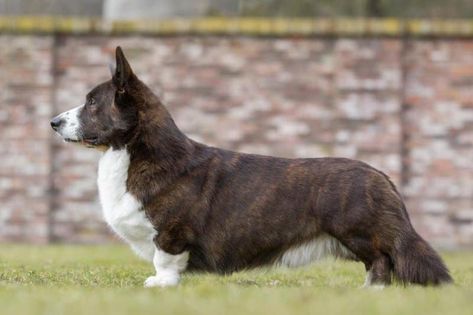 Chó Welsh Corgi Cardigan