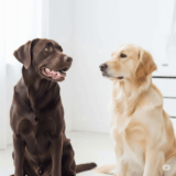chó đực hay chó cái
