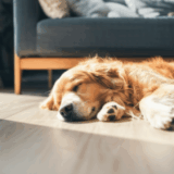 để chó ở nhà một mình