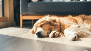 【Hướng Dẫn Toàn Diện Về Việc Để Chó Cưng Ở Nhà Một Mình】Từ Cách Tạo Môi Trường An Toàn, Tập Làm Quen Đến Các Biện Pháp Đối Phó Với Chứng Lo Âu Khi Xa Cách