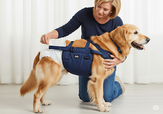 chăm sóc điều dưỡng cho chó