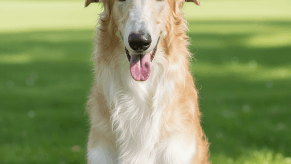 chăm sóc để bộ lông chó đẹp