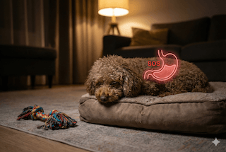 hôi miệng ở chó