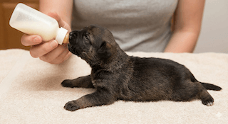 chó con uống sữa