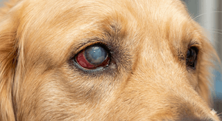 bệnh tăng nhãn áp ở chó