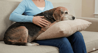 thức ăn chăm sóc chó già