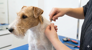 giống chó Terrier