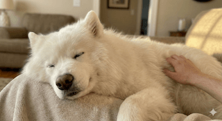 duy trì cơ bắp cho chó