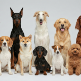 Hành trình tìm về cội nguồn của cún cưng: Khám phá 10 nhóm giống chó, tính cách và đặc điểm cần biết