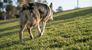 duy trì cơ bắp cho chó