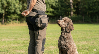 bánh thưởng cho chó