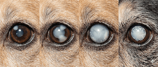 Đục thủy tinh thể ở chó