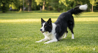 Hạnh Phúc Của Cún Cưng