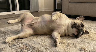 Hạnh Phúc Của Cún Cưng