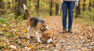 Hạnh Phúc Của Cún Cưng