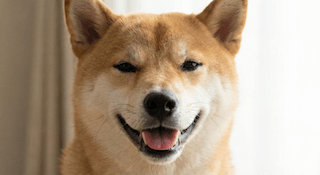 Hạnh Phúc Của Cún Cưng