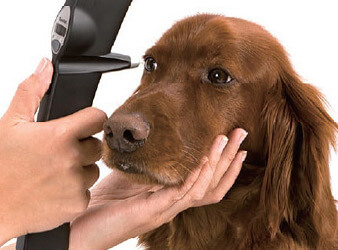 bệnh tăng nhãn áp ở chó